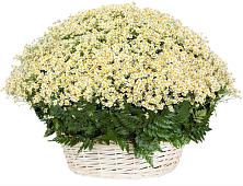 Цветочная композиция из Ромашки в корзине #REPLACE_PRED# Водоразделе